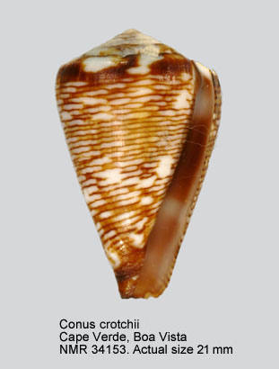 Conus crotchii.jpg - Conus crotchiiReeve,1849